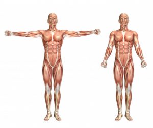 Imagem muscular do corpo humano