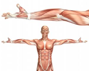 Biomecanica muscular