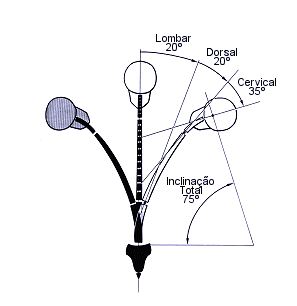 os 5 lados da escoliose. Lado 2. Dimensão látero lateral da escoliose