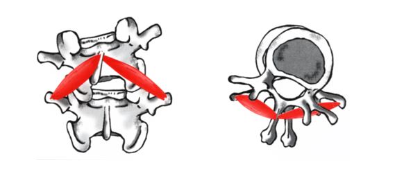 Os 5 lados da escoliose. Lado 3.  axial da escoliose