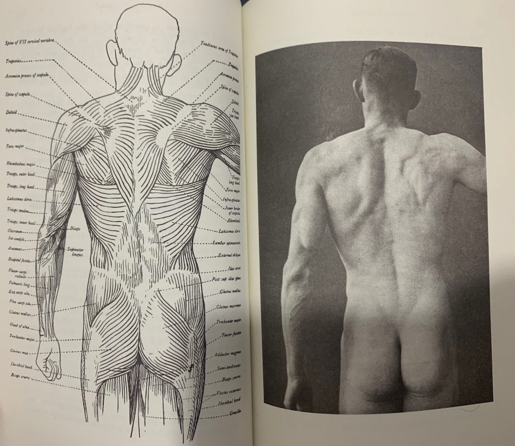 foto de modelo anatômico de corpo humano, parte posterior