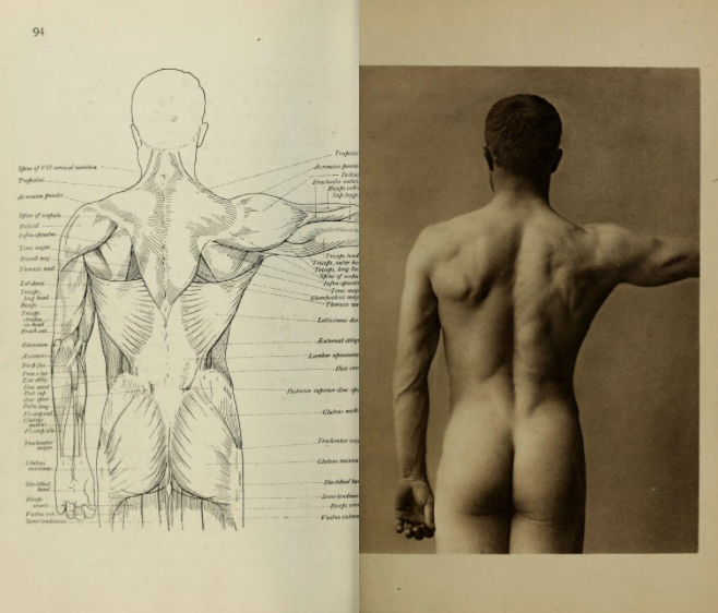 foto de parte posterior de corpo humano e desenho de modelo anatômico