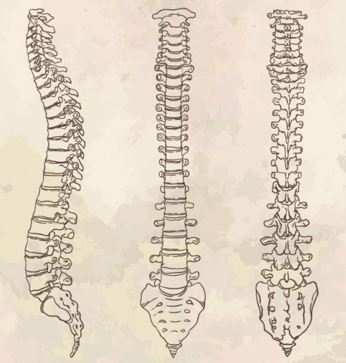 coluna vertebral humana