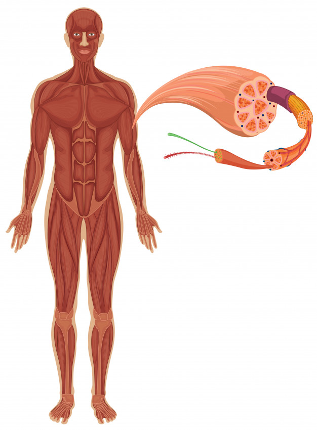 corpo humano mostrando o sistema muscular e fibra muscular com sarcômeros.