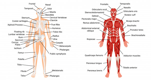 sistema nervoso e osteo-articular