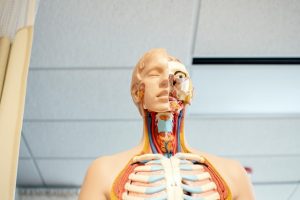 O Que É Fascia E Qual Sua Função Dentro Do Nosso Organismo
