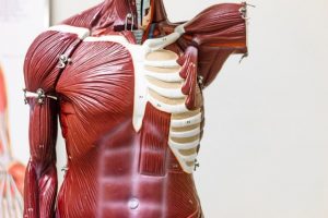 Você Conhece Os Principais Músculos Do Corpo Humano Saiba Mais!