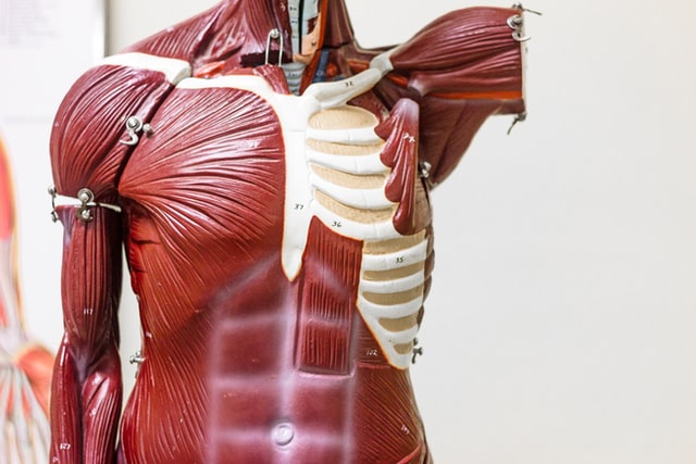 Você Conhece Os Principais Músculos Do Corpo Humano Saiba Mais!