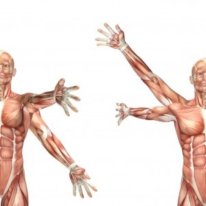 anatomia 2 anatomia 2