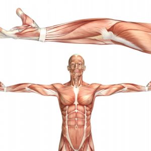 Biomecanica muscular